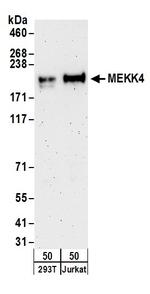 MEKK4 Polyclonal Antibody