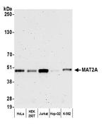 MAT2A Polyclonal Antibody