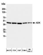ADK Polyclonal Antibody