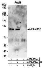 FAM83G Antibody in Immunoprecipitation (IP)