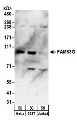 FAM83G Polyclonal Antibody