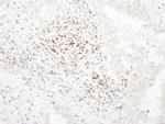CD3E Antibody in Immunohistochemistry (Paraffin) (IHC (P))