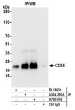 CD3E Antibody in Immunoprecipitation (IP)