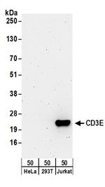 CD3E Antibody in Western Blot (WB)