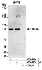 UBE4A Polyclonal Antibody