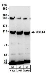 UBE4A Polyclonal Antibody