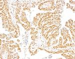 DPY30 Antibody in Immunohistochemistry (Paraffin) (IHC (P))