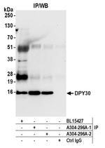 DPY30 Antibody in Immunoprecipitation (IP)