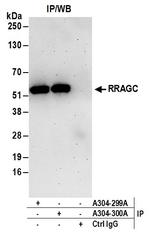 RRAGC/RagC Antibody in Immunoprecipitation (IP)