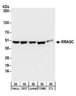 RRAGC/RagC Polyclonal Antibody