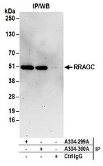 RRAGC/RagC Polyclonal Antibody