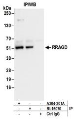 RRAGD Antibody in Immunoprecipitation (IP)