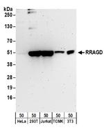 RRAGD Polyclonal Antibody