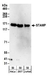 STAMP Polyclonal Antibody