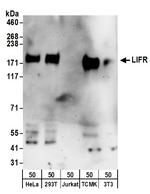 LIFR Polyclonal Antibody