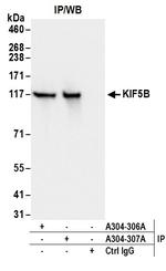 KIF5B Antibody in Immunoprecipitation (IP)