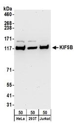 KIF5B Polyclonal Antibody