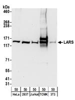 LARS Polyclonal Antibody