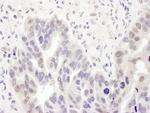 PolD2 Polyclonal Antibody