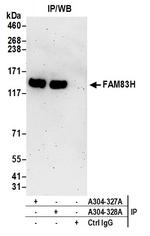 FAM83H Polyclonal Antibody