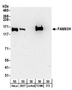 FAM83H Polyclonal Antibody