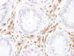 ICAM-3 Antibody in Immunohistochemistry (Paraffin) (IHC (P))