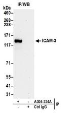 ICAM-3 Antibody in Immunoprecipitation (IP)