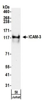 ICAM-3 Antibody in Western Blot (WB)