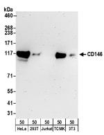 CD146 Polyclonal Antibody