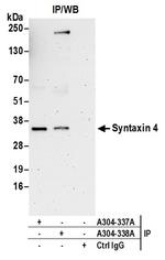 Syntaxin 4 Polyclonal Antibody