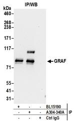 GRAF Antibody in Immunoprecipitation (IP)