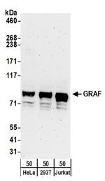 GRAF Polyclonal Antibody