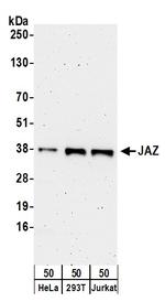 JAZ Antibody in Western Blot (WB)
