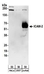 ICAM-2 Antibody in Western Blot (WB)