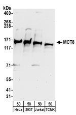 MCT8 Polyclonal Antibody