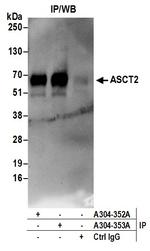 ASCT2 Polyclonal Antibody