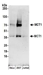 MCT1 Polyclonal Antibody