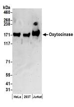 Oxytocinase Polyclonal Antibody