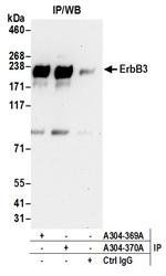 ErbB3 Antibody in Immunoprecipitation (IP)