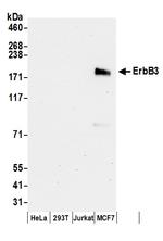 ErbB3 Antibody in Western Blot (WB)
