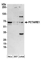 PCTAIRE1 Polyclonal Antibody