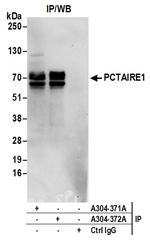 PCTAIRE1 Polyclonal Antibody