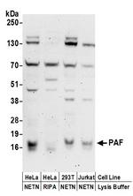 PAF Antibody in Western Blot (WB)