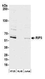 RIP3 Polyclonal Antibody