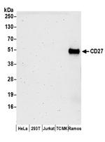 CD27 Antibody in Western Blot (WB)