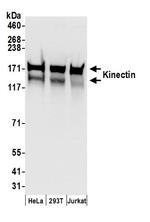 Kinectin Polyclonal Antibody