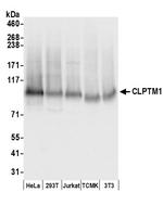 CLPTM1 Polyclonal Antibody