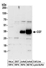 CD7 Antibody in Western Blot (WB)