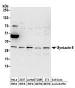 Syntaxin 6 Polyclonal Antibody