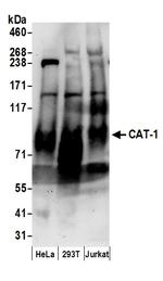 CAT-1 Polyclonal Antibody